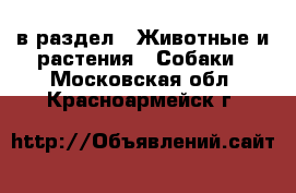  в раздел : Животные и растения » Собаки . Московская обл.,Красноармейск г.